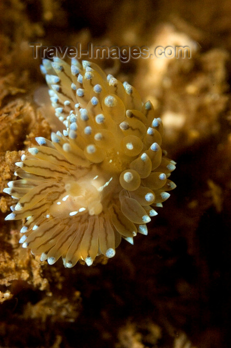 scot217: St. Abbs, Berwickshire, Scottish Borders Council, Scotland: Crystal tips nudibranch - Janolus cristatus - photo by D.Stephens - (c) Travel-Images.com - Stock Photography agency - Image Bank
