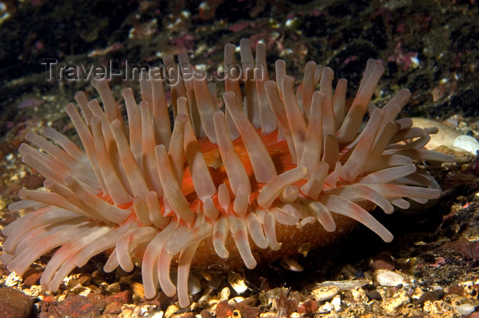 scot218: St. Abbs, Berwickshire, Scottish Borders Council, Scotland: Dahlia anemone - Urticina felina - photo by D.Stephens - (c) Travel-Images.com - Stock Photography agency - Image Bank