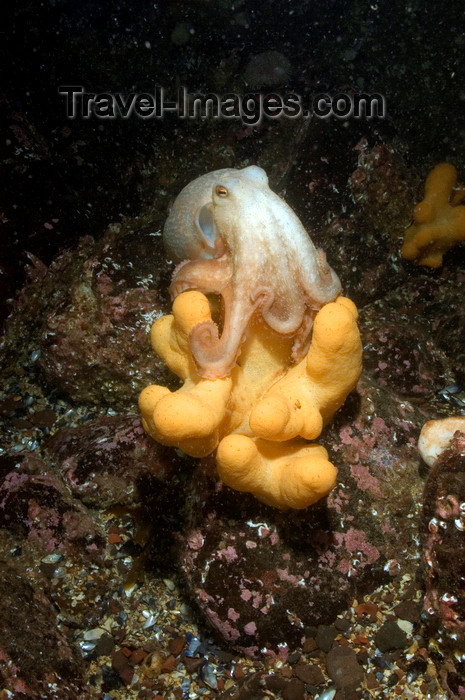 scot219: St. Abbs, Berwickshire, Scottish Borders Council, Scotland: Lesser or curled octopus - Eledone cirrhosa - photo by D.Stephens - (c) Travel-Images.com - Stock Photography agency - Image Bank