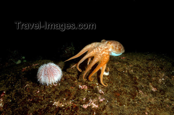 scot220: St. Abbs, Berwickshire, Scottish Borders Council, Scotland: Lesser or curled octopus and sea urchin - Eledone cirrhosa - photo by D.Stephens - (c) Travel-Images.com - Stock Photography agency - Image Bank