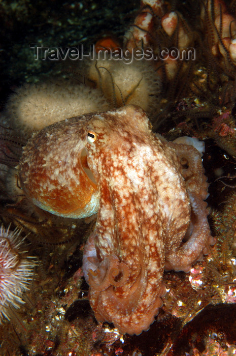 scot221: St. Abbs, Berwickshire, Scottish Borders Council, Scotland: Lesser or curled octopus on reef - Eledone cirrhosa - photo by D.Stephens - (c) Travel-Images.com - Stock Photography agency - Image Bank