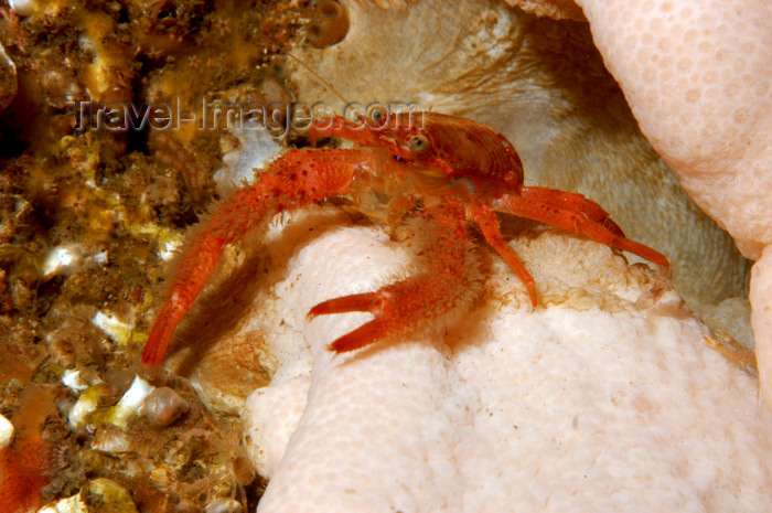scot222: St. Abbs, Berwickshire, Scottish Borders Council, Scotland: Long clawed squat lobster - Munida rugosa - photo by D.Stephens - (c) Travel-Images.com - Stock Photography agency - Image Bank