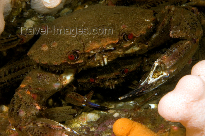 scot223: St. Abbs, Berwickshire, Scottish Borders Council, Scotland: mating velvet swimming crabs - Necora puber - photo by D.Stephens - (c) Travel-Images.com - Stock Photography agency - Image Bank