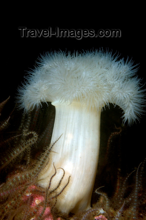 scot224: St. Abbs, Berwickshire, Scottish Borders Council, Scotland: Plumose anemone - Metridium senile - photo by D.Stephens - (c) Travel-Images.com - Stock Photography agency - Image Bank