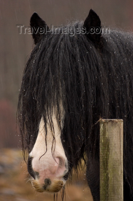 scot41: Loch Ness, Highlands, Scotland: black Horse - photo by I.Middleton - (c) Travel-Images.com - Stock Photography agency - Image Bank