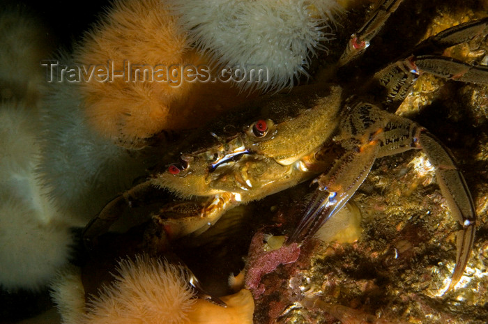 scot50: St. Abbs, Berwickshire, Scottish Borders Council, Scotland: Velvet swimming crab in plumose anemones - Necora puber - photo by D.Stephens - (c) Travel-Images.com - Stock Photography agency - Image Bank