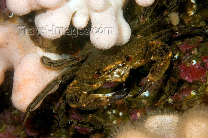 scot51: St. Abbs, Berwickshire, Scottish Borders Council, Scotland: Velvet swimming crab - Necora puber - photo by D.Stephens - (c) Travel-Images.com - Stock Photography agency - Image Bank