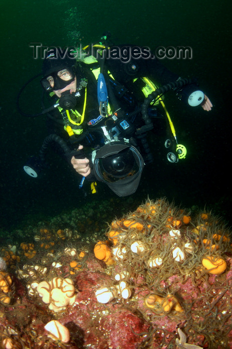 scot52: St. Abbs, Berwickshire, Scottish Borders Council, Scotland: underwater photographer over reef - photo by D.Stephens - (c) Travel-Images.com - Stock Photography agency - Image Bank