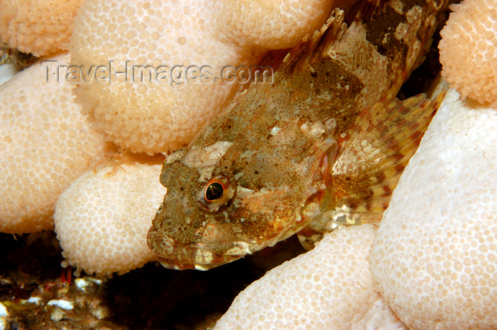 scot53: St. Abbs, Berwickshire, Scottish Borders Council, Scotland: Scorpionfish lying in dead mens fingers - Bull rout short spined sea scorpion - Taurulus bubalis - photo by D.Stephens - (c) Travel-Images.com - Stock Photography agency - Image Bank
