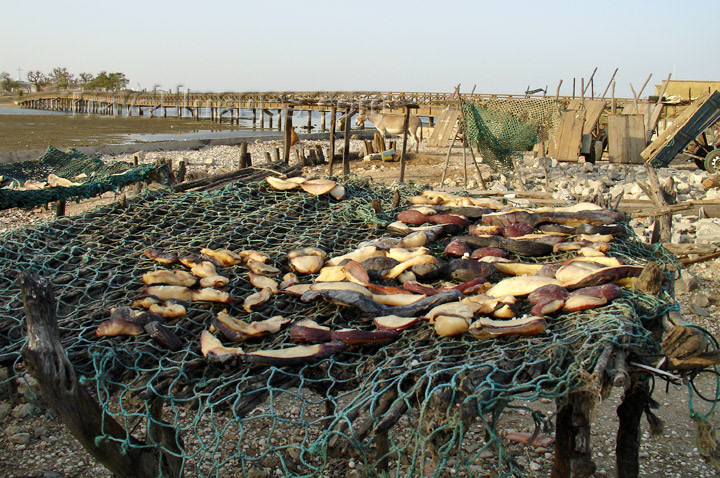 senegal104: Senegal - Joal-Fadiouth: shell village - seafood drying - photo by G.Frysinger - (c) Travel-Images.com - Stock Photography agency - Image Bank