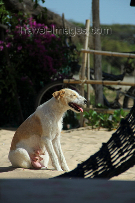 senegal105: Cap Skirring, Oussouye, Basse Casamance (Ziguinchor), Senegal: beach scene - dog and hammock / praia  - cadela e rede de descanso - photo by R.V.Lopes - (c) Travel-Images.com - Stock Photography agency - Image Bank