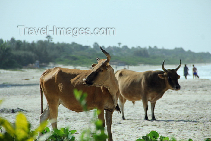 senegal118: Cap Skirring, Oussouye, Basse Casamance (Ziguinchor), Senegal: Cows roaming the beach / Vacas a pairar pela praia - photo by R.V.Lopes - (c) Travel-Images.com - Stock Photography agency - Image Bank