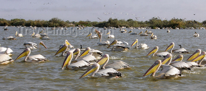 senegal21: Senegal - Djoudj National Bird Sanctuary:  pelicans - photo by G.Frysinger - (c) Travel-Images.com - Stock Photography agency - Image Bank