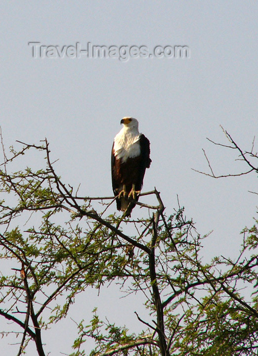 senegal22: Senegal - Djoudj National Bird Sanctuary / Oiseaux du Djoudj National Park: fish eagle - photo by G.Frysinger - (c) Travel-Images.com - Stock Photography agency - Image Bank