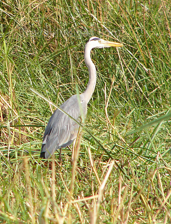 senegal23: Senegal - Djoudj National Bird Sanctuary:  heron - photo by G.Frysinger - (c) Travel-Images.com - Stock Photography agency - Image Bank