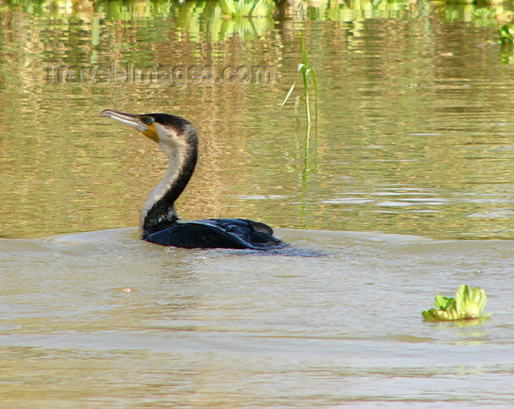 senegal25: Senegal - Djoudj National Bird Sanctuary:  cormorant swimming - photo by G.Frysinger - (c) Travel-Images.com - Stock Photography agency - Image Bank