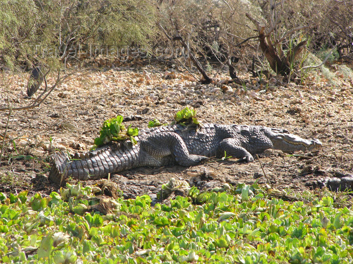 senegal26: Senegal - Djoudj National Bird Sanctuary: crocodile - photo by G.Frysinger - (c) Travel-Images.com - Stock Photography agency - Image Bank