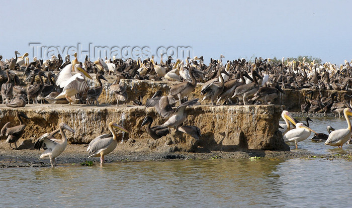 senegal27: Senegal - Djoudj National Bird Sanctuary:  pelicans Breeding Colony - photo by G.Frysinger - (c) Travel-Images.com - Stock Photography agency - Image Bank