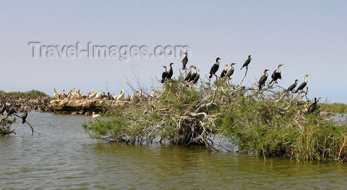 senegal29: Senegal - Djoudj National Bird Sanctuary: cormorants on the vegetation - photo by G.Frysinger - (c) Travel-Images.com - Stock Photography agency - Image Bank