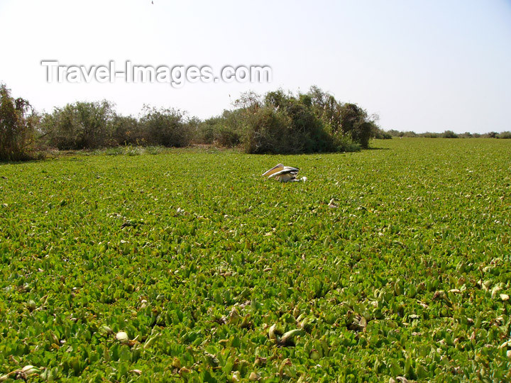 senegal30: Senegal - Djoudj National Bird Sanctuary:  invading salvinia - photo by G.Frysinger - (c) Travel-Images.com - Stock Photography agency - Image Bank