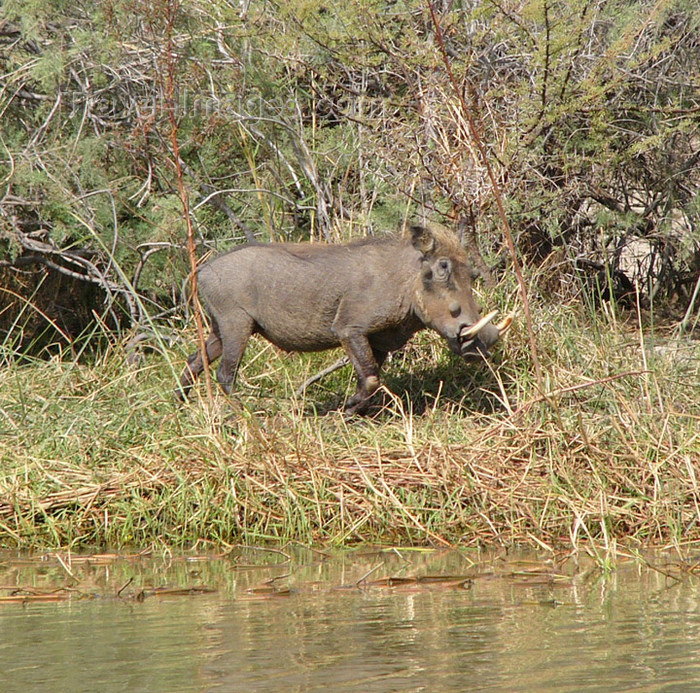 senegal31: Senegal - Djoudj National Bird Sanctuary:  boar - photo by G.Frysinger - (c) Travel-Images.com - Stock Photography agency - Image Bank