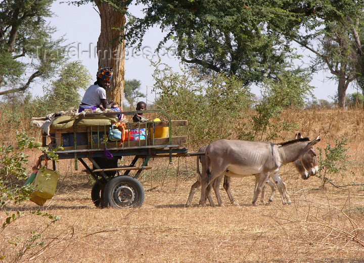 senegal32: Senegal - Fulani People - cart with donkeys - photo by G.Frysinger - (c) Travel-Images.com - Stock Photography agency - Image Bank