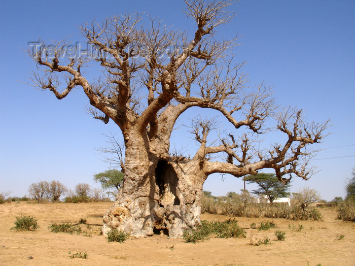 senegal63: Senegal - Savannah: African Baobab tree - Adansonia digitata - calebassier du Sngal - bottle tree - photo by G.Frysinger - (c) Travel-Images.com - Stock Photography agency - Image Bank