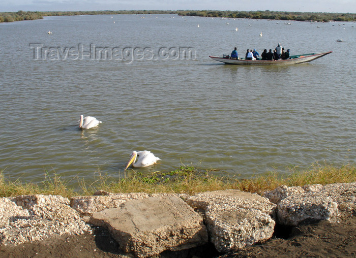 senegal64: Senegal - Djoudj National Bird Sanctuary: pelicans and boat - photo by G.Frysinger - (c) Travel-Images.com - Stock Photography agency - Image Bank