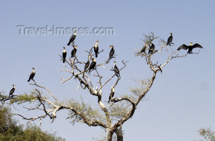 senegal8: Senegal - Djoudj National Bird Sanctuary: cormorants - UNESCO world heritage site - photo by G.Frysinger - (c) Travel-Images.com - Stock Photography agency - Image Bank