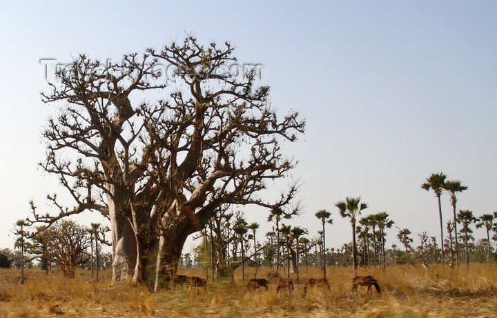senegal96: Senegal - Savannah: grazing near a baobab - photo by G.Frysinger - (c) Travel-Images.com - Stock Photography agency - Image Bank
