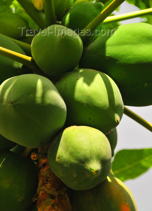 seychelles107: Mahe, Seychelles: Anse à la Mouche - papayas on the tree - photo by M.Torres - (c) Travel-Images.com - Stock Photography agency - Image Bank