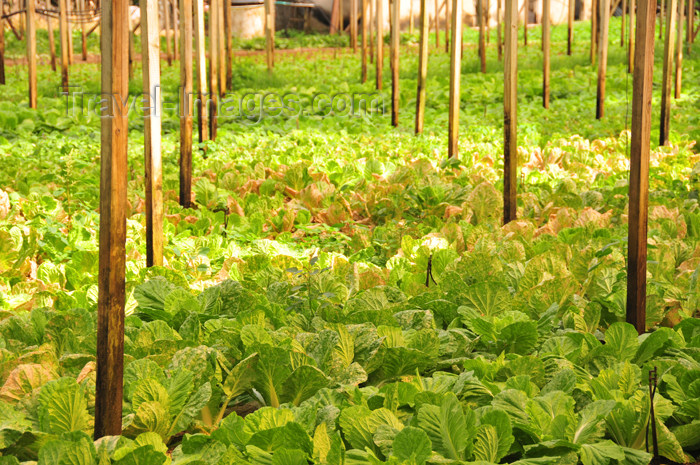 seychelles108: Mahe, Seychelles: Anse à la Mouche - cabbages in a greenhouse - agriculture - photo by M.Torres - (c) Travel-Images.com - Stock Photography agency - Image Bank