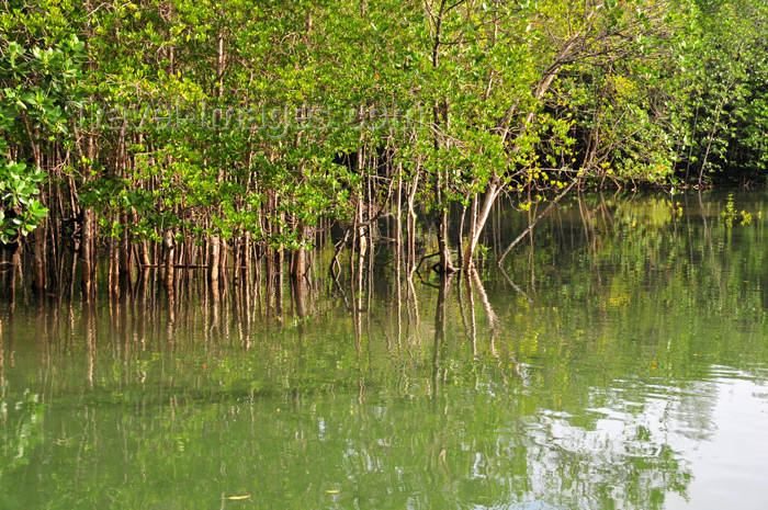 seychelles115: Mahe, Seychelles: Port Glaud - mangroves - photo by M.Torres - (c) Travel-Images.com - Stock Photography agency - Image Bank