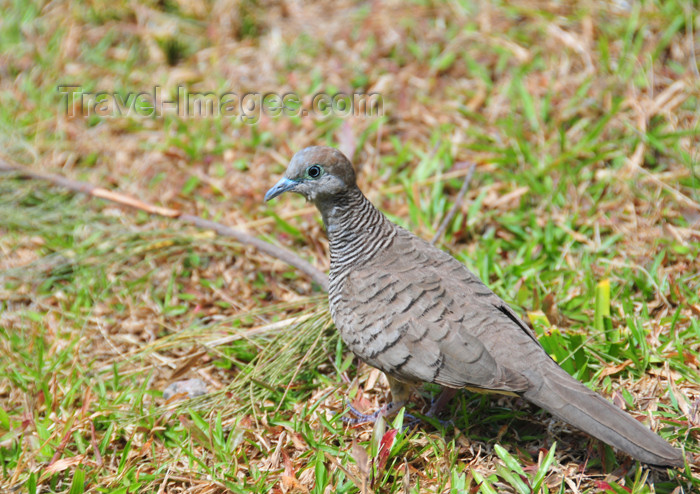 seychelles118: Mahe, Seychelles: Anse Etoile - Turtle-Dove - Tourterelle - bird - fauna - photo by M.Torres - (c) Travel-Images.com - Stock Photography agency - Image Bank