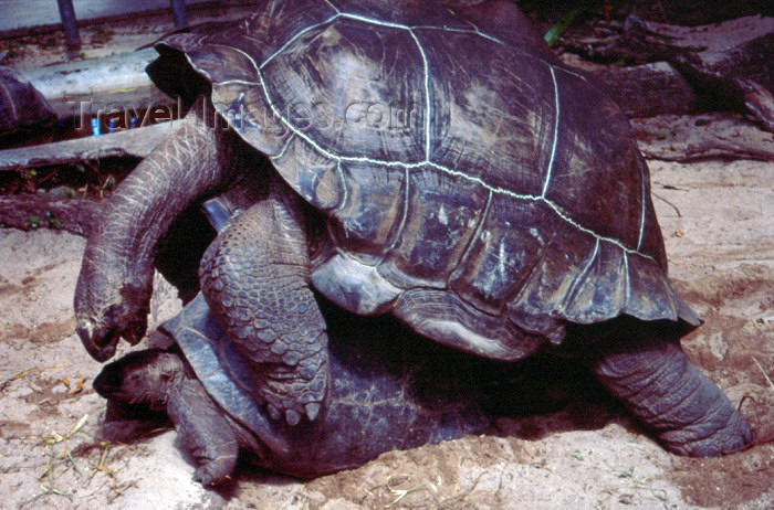 seychelles12: Mahe island, Seychelles: Victoria - Mont-Fleuri Botanical Gardens - giant turtles mating - Seychellois turtle - Giant Tortoise - Dipsochelys hololissa - photo by F.Rigaud - (c) Travel-Images.com - Stock Photography agency - Image Bank