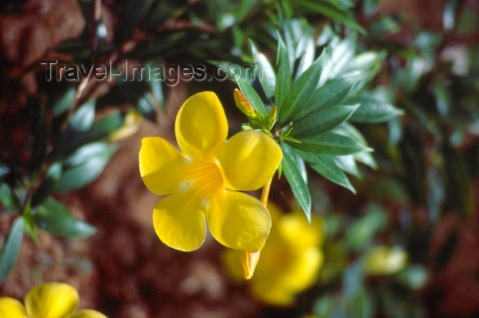 seychelles13: Seychelles - Mahe island: Golden Trumpet or alamanda flower - Allamanda cathartica - used to treat malaria - photo by F.Rigaud - (c) Travel-Images.com - Stock Photography agency - Image Bank