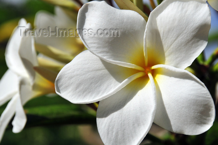 seychelles140: Mahe, Seychelles: Grand Anse - white plumeria flowers - frangipani - photo by M.Torres - (c) Travel-Images.com - Stock Photography agency - Image Bank