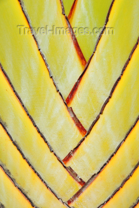 seychelles143: Mahe, Seychelles: Pointe Larue - traveler's palm - Ravenala madagascariensis - petioles detail - photo by M.Torres - (c) Travel-Images.com - Stock Photography agency - Image Bank