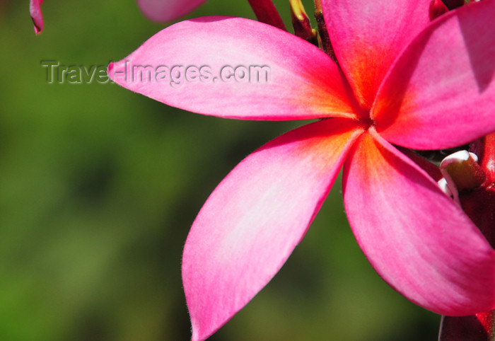 seychelles144: Mahe, Seychelles: Pointe Larue - flower of a Plumeria rubra tree - red frangipani - photo by M.Torres - (c) Travel-Images.com - Stock Photography agency - Image Bank