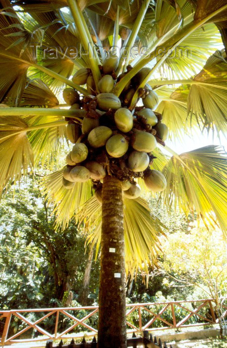 seychelles15: Mahe island, Seychelles: Mont-Fleuri Botanical Gardens - Coco de Mer - Lodoicea maldivica - photo by F.Rigaud - (c) Travel-Images.com - Stock Photography agency - Image Bank