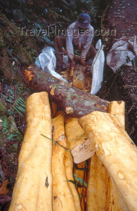 seychelles29: Seychelles - Mahe island: collecting cinnamon / canela - photo by F.Rigaud - (c) Travel-Images.com - Stock Photography agency - Image Bank