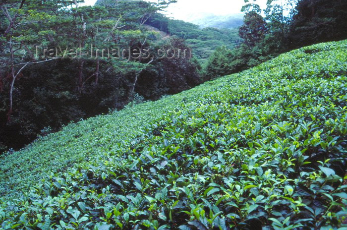 seychelles30: Mahe island, Seychelles: Morne Blanc - tea plantation on the slopes - photo by F.Rigaud - (c) Travel-Images.com - Stock Photography agency - Image Bank