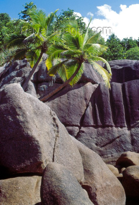 seychelles33: Seychelles - Mahe island: Anse Takamaka - palm trees grown on the rocks - photo by F.Rigaud - (c) Travel-Images.com - Stock Photography agency - Image Bank