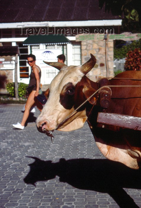 seychelles50: Seychelles - La Digue island: ox - bovine taxi - taxi Seychellois - photo by F.Rigaud - (c) Travel-Images.com - Stock Photography agency - Image Bank