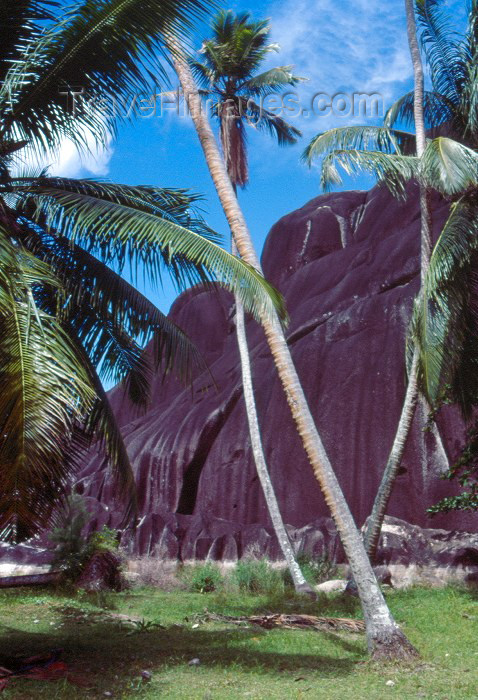 seychelles53: Seychelles - La Digue island: coconut trees - photo by F.Rigaud - (c) Travel-Images.com - Stock Photography agency - Image Bank