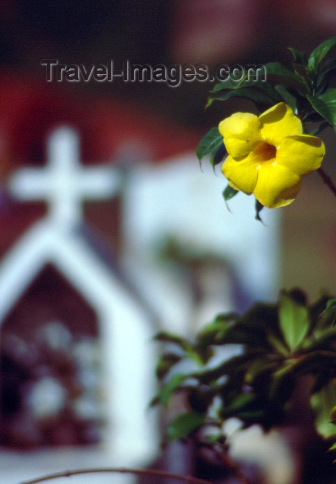 seychelles59: Seychelles - La Digue island: Golden Trumpet / alamanda - flower at the cemetary - photo by F.Rigaud - (c) Travel-Images.com - Stock Photography agency - Image Bank