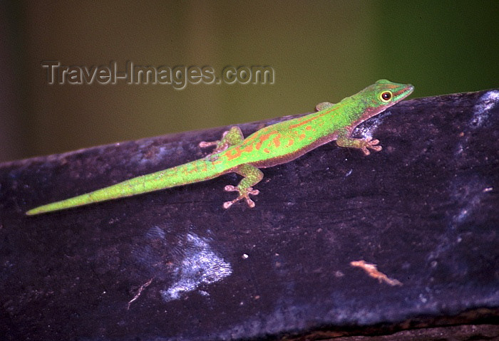 seychelles63: Seychelles - La Digue island: gecko - photo by F.Rigaud - (c) Travel-Images.com - Stock Photography agency - Image Bank