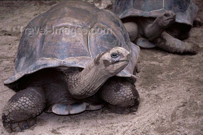 seychelles64: Seychelles - La Digue island: giant turtles - photo by F.Rigaud - (c) Travel-Images.com - Stock Photography agency - Image Bank