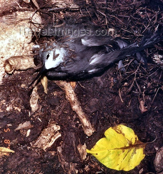 seychelles67: Seychelles - Aride: bird nesting on the ground (photo by G.Frysinger)) - (c) Travel-Images.com - Stock Photography agency - Image Bank