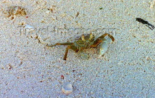 seychelles69: Seychelles - Astove island: crab on the sand (photo by G.Frysinger)) - (c) Travel-Images.com - Stock Photography agency - Image Bank